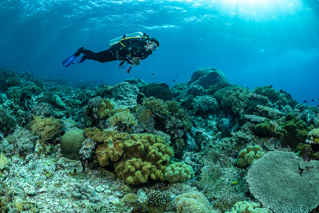 Diver gliding over a leather coral reef toward the light, The Arch, Banda Sea, Indonesia