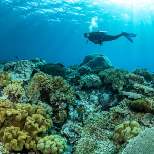 Diver swimming above leather corals with bubbles, wide view, The Arch, Banda Sea, Indonesia