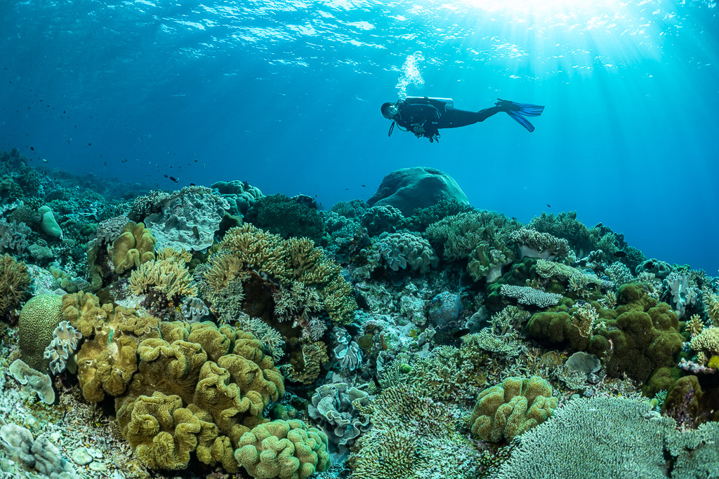 Diver swimming above leather corals with bubbles, wide view, The Arch, Banda Sea, Indonesia