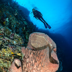 Diver descending above a pink barrel sponge on a wall, vertical, Karang Nusleur, Banda Sea, Indonesia