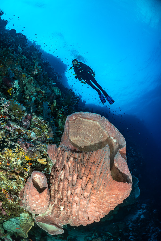 Diver descending above a pink barrel sponge on a wall, vertical, Karang Nusleur, Banda Sea, Indonesia
