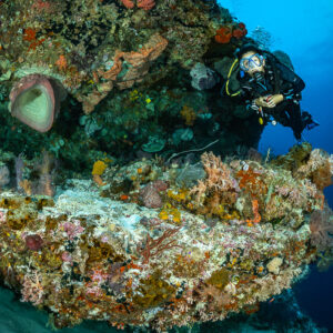 Diver peering over an encrusted reef ledge, Karang Nusleur, Banda Sea, Indonesia
