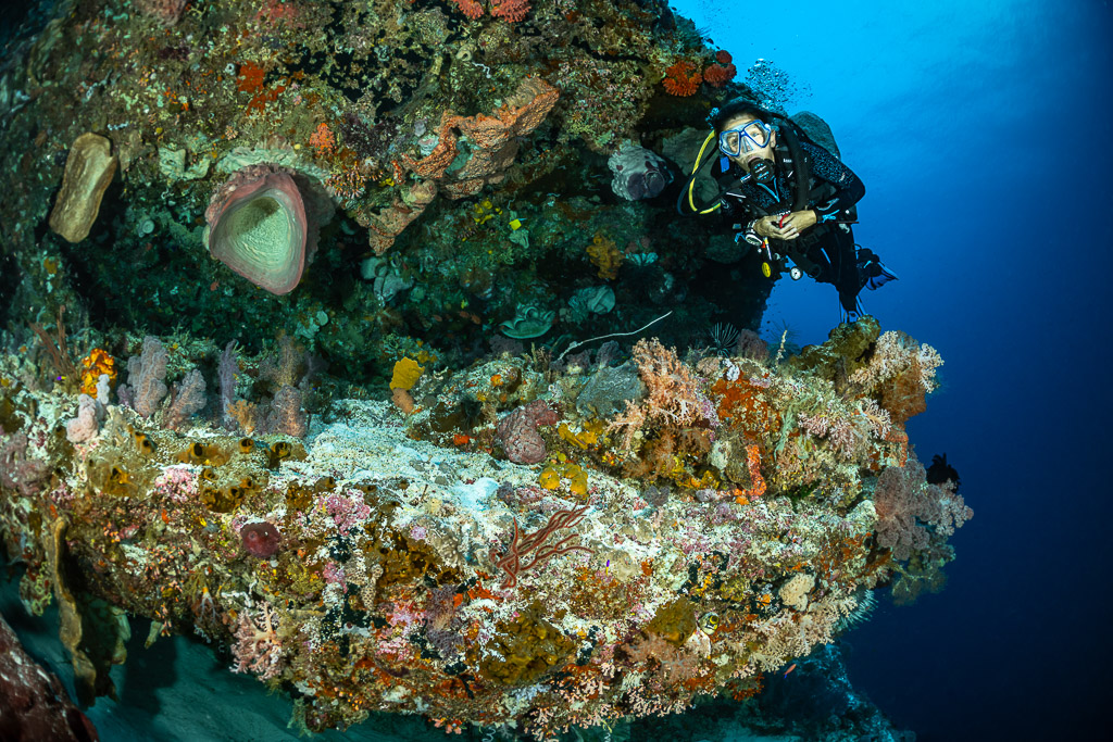 Diver peering over an encrusted reef ledge, Karang Nusleur, Banda Sea, Indonesia