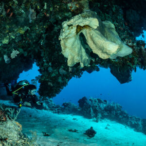 Diver under an overhang with a hanging pale sponge, Karang Nusleur, Banda Sea, Indonesia