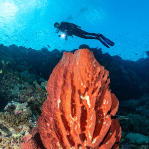 Diver with torch above a tall red barrel sponge, vertical, Karang Nusleur, Banda Sea, Indonesia