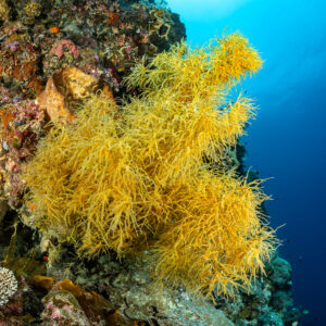 Yellow black coral bush growing out from a reef wall, Terbang Selatan, Banda Sea, Indonesia