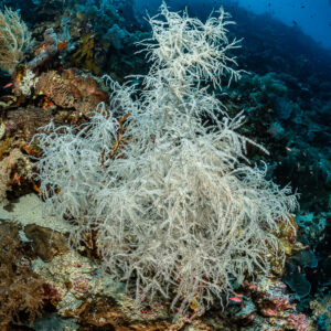 White black coral bush on a reef wall, vertical, Terbang Selatan, Banda Sea, Indonesia