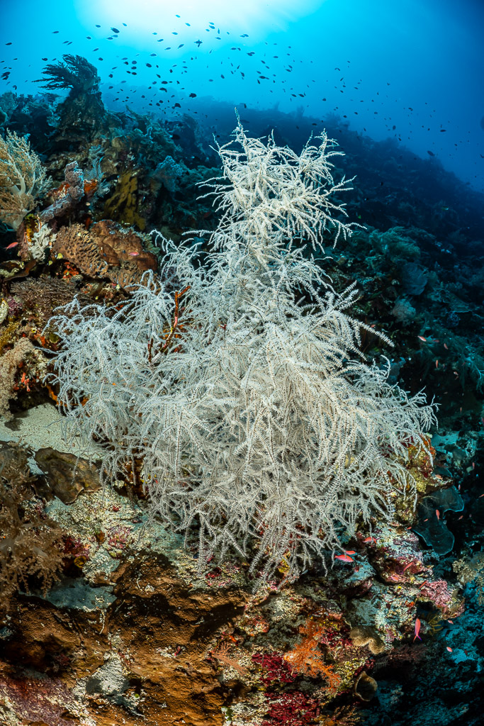 White black coral bush on a reef wall, vertical, Terbang Selatan, Banda Sea, Indonesia