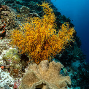 Yellow black coral above a leather coral on a wall, vertical, Terbang Selatan, Banda Sea, Indonesia