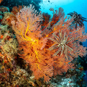 Orange sea fan with a feather star on a colourful wall, Terbang Selatan, Banda Sea, Indonesia