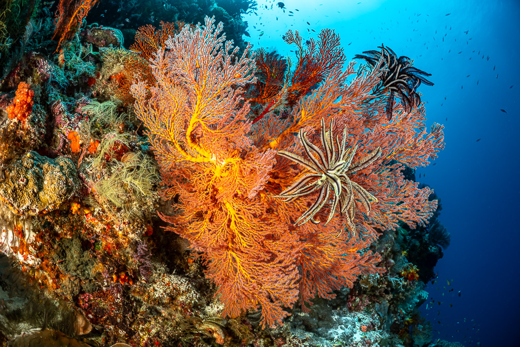 Orange sea fan with a feather star on a colourful wall, Terbang Selatan, Banda Sea, Indonesia