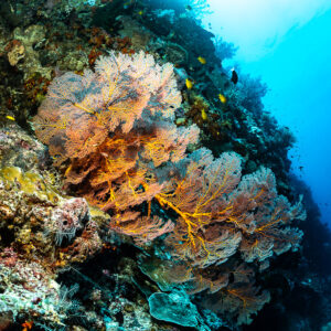 Several pink sea fans on a sunlit reef wall, Terbang Selatan, Banda Sea, Indonesia