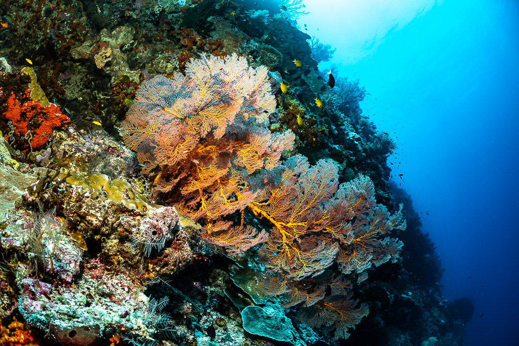 Several pink sea fans on a sunlit reef wall, Terbang Selatan, Banda Sea, Indonesia