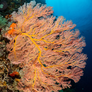 Pink sea fan backlit on a wall under the surface, vertical, Terbang Selatan, Banda Sea, Indonesia
