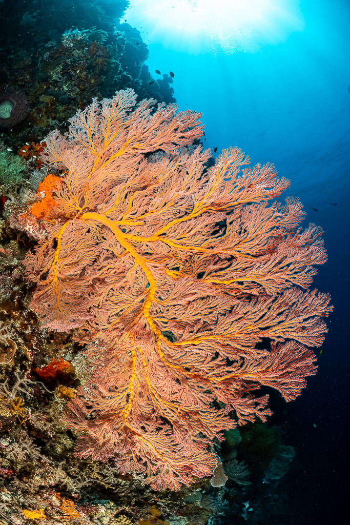 Pink sea fan backlit on a wall under the surface, vertical, Terbang Selatan, Banda Sea, Indonesia