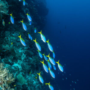 School of yellow and blueback fusiliers along a reef wall, Terbang Selatan, Banda Sea, Indonesia