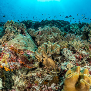 Reef slope with leather corals and sponges under small fish, Terbang Selatan, Banda Sea, Indonesia