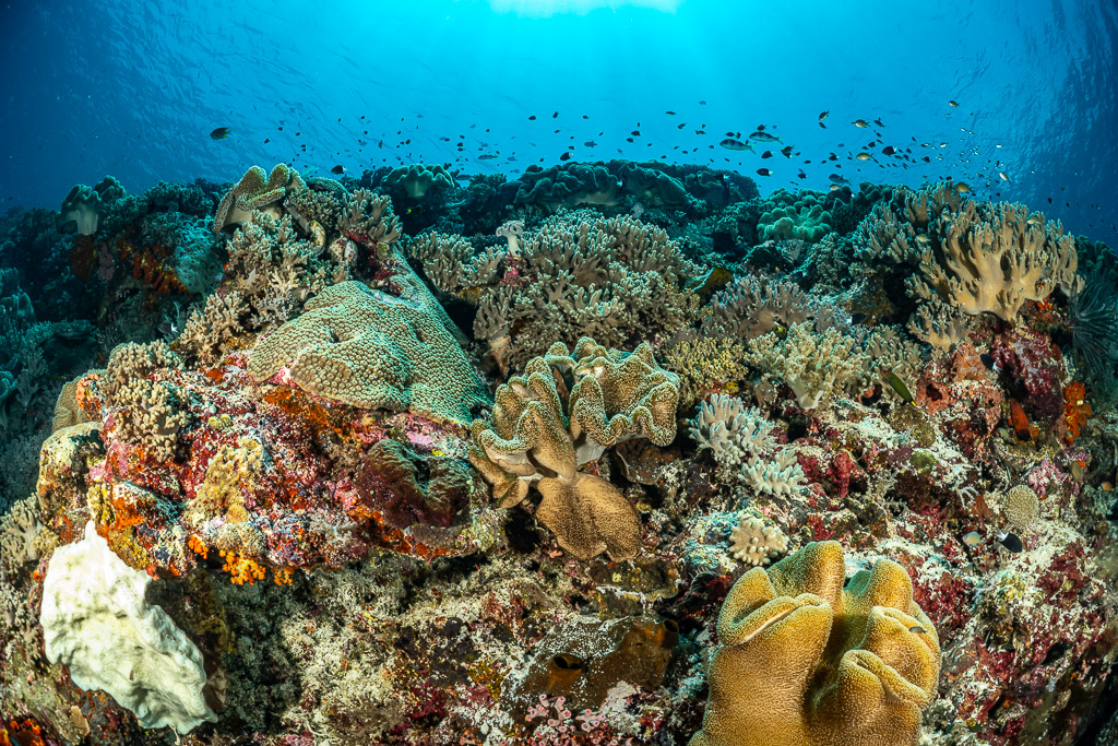 Reef slope with leather corals and sponges under small fish, Terbang Selatan, Banda Sea, Indonesia
