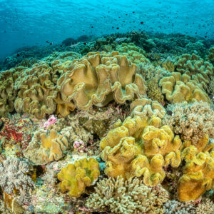 Dome of yellow and tan leather corals in shallow water, Terbang Selatan, Banda Sea, Indonesia