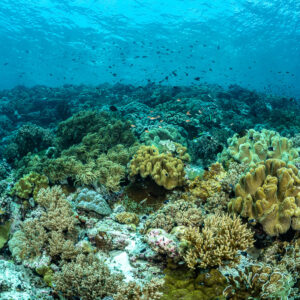 Vue large d’un récif peu profond de coraux cuir sous la surface, Terbang Selatan, mer de Banda, Indonésie