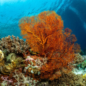 Red-orange sea fan on a shallow reef below the surface, vertical, Terbang Selatan, Banda Sea, Indonesia