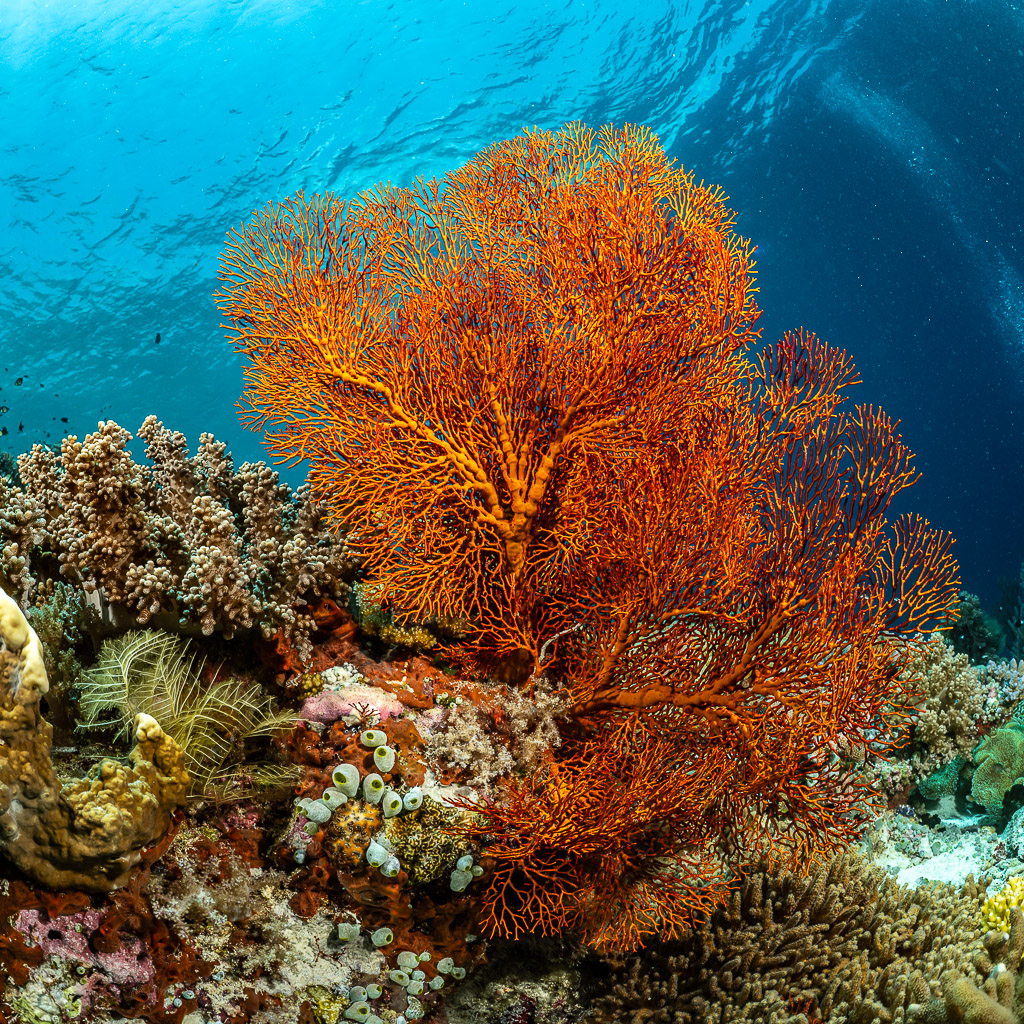 Red-orange sea fan on a shallow reef below the surface, vertical, Terbang Selatan, Banda Sea, Indonesia