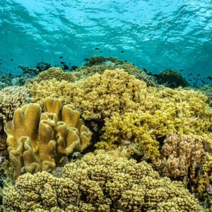 Shallow leather coral reef beneath a rippled surface, Terbang Selatan, Banda Sea, Indonesia