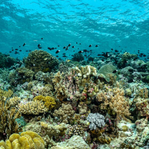 Shallow mixed coral reef with damselfish under the surface, Terbang Selatan, Banda Sea, Indonesia