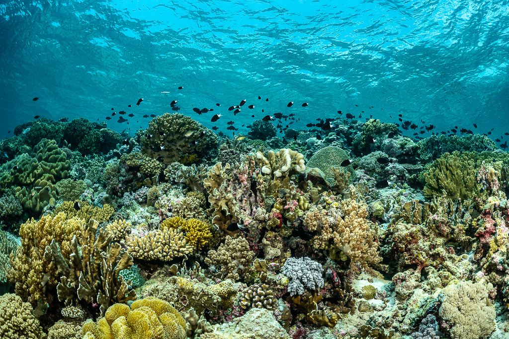 Shallow mixed coral reef with damselfish under the surface, Terbang Selatan, Banda Sea, Indonesia