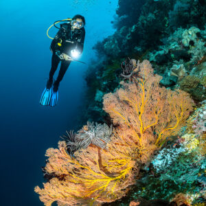 Diver with torch above a pink sea fan on a wall, vertical, Terbang Utara, Banda Sea, Indonesia