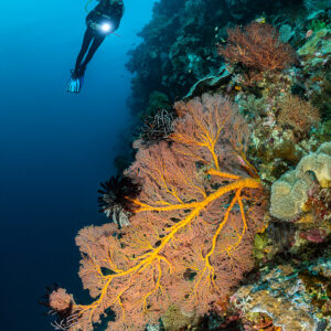 Distant diver above a pink sea fan with yellow branches, vertical, Terbang Utara, Banda Sea, Indonesia