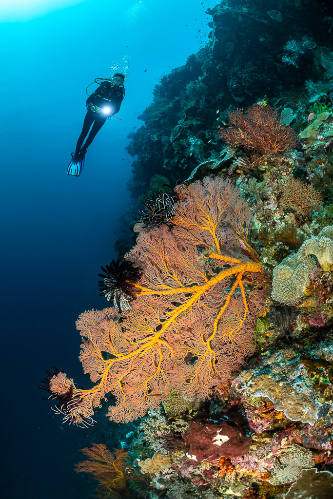 Distant diver above a pink sea fan with yellow branches, vertical, Terbang Utara, Banda Sea, Indonesia