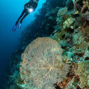 Diver with torch above a pale round sea fan on a wall, vertical, Terbang Utara, Banda Sea, Indonesia