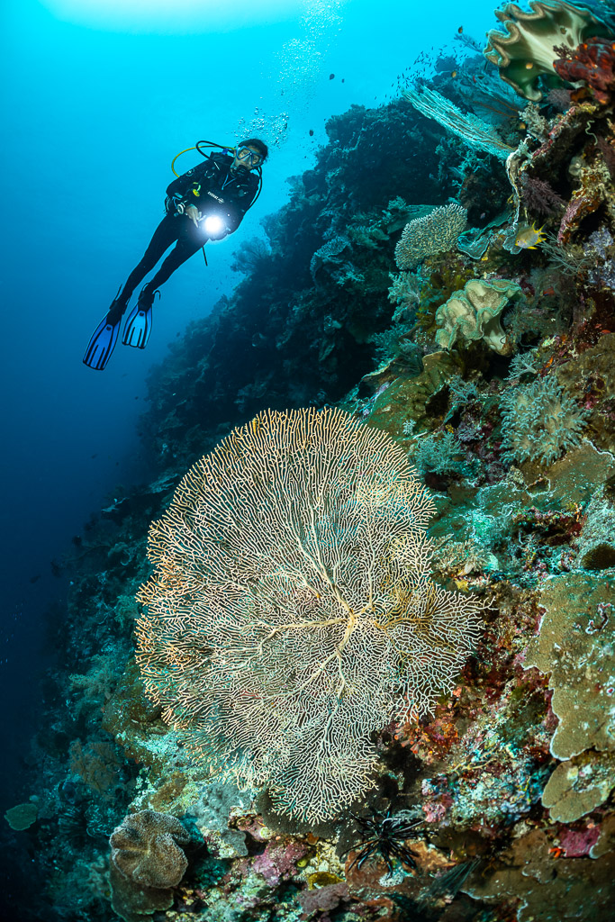 Diver with torch above a pale round sea fan on a wall, vertical, Terbang Utara, Banda Sea, Indonesia