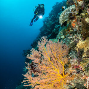 Diver above a golden sea fan on a steep wall, vertical, Terbang Utara, Banda Sea, Indonesia