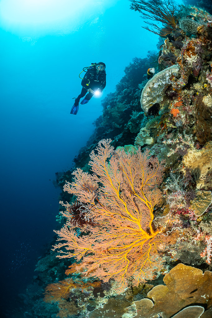 Diver above a golden sea fan on a steep wall, vertical, Terbang Utara, Banda Sea, Indonesia