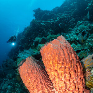 Twin red barrel sponge with a distant diver on a wall, vertical, Terbang Utara, Banda Sea, Indonesia