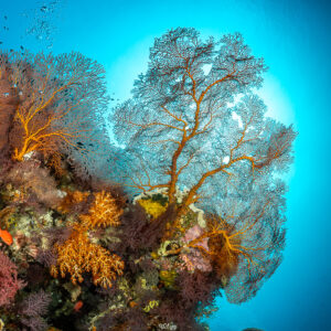 Large sea fans backlit against blue water on a reef outcrop, Terbang Utara, Banda Sea, Indonesia