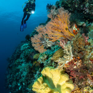 Diver above a sea fan and a yellow leather coral, vertical, Terbang Utara, Banda Sea, Indonesia