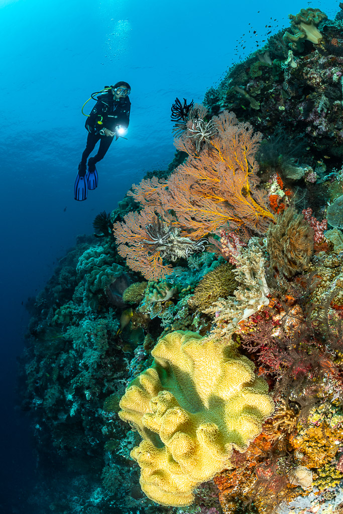 Diver above a sea fan and a yellow leather coral, vertical, Terbang Utara, Banda Sea, Indonesia