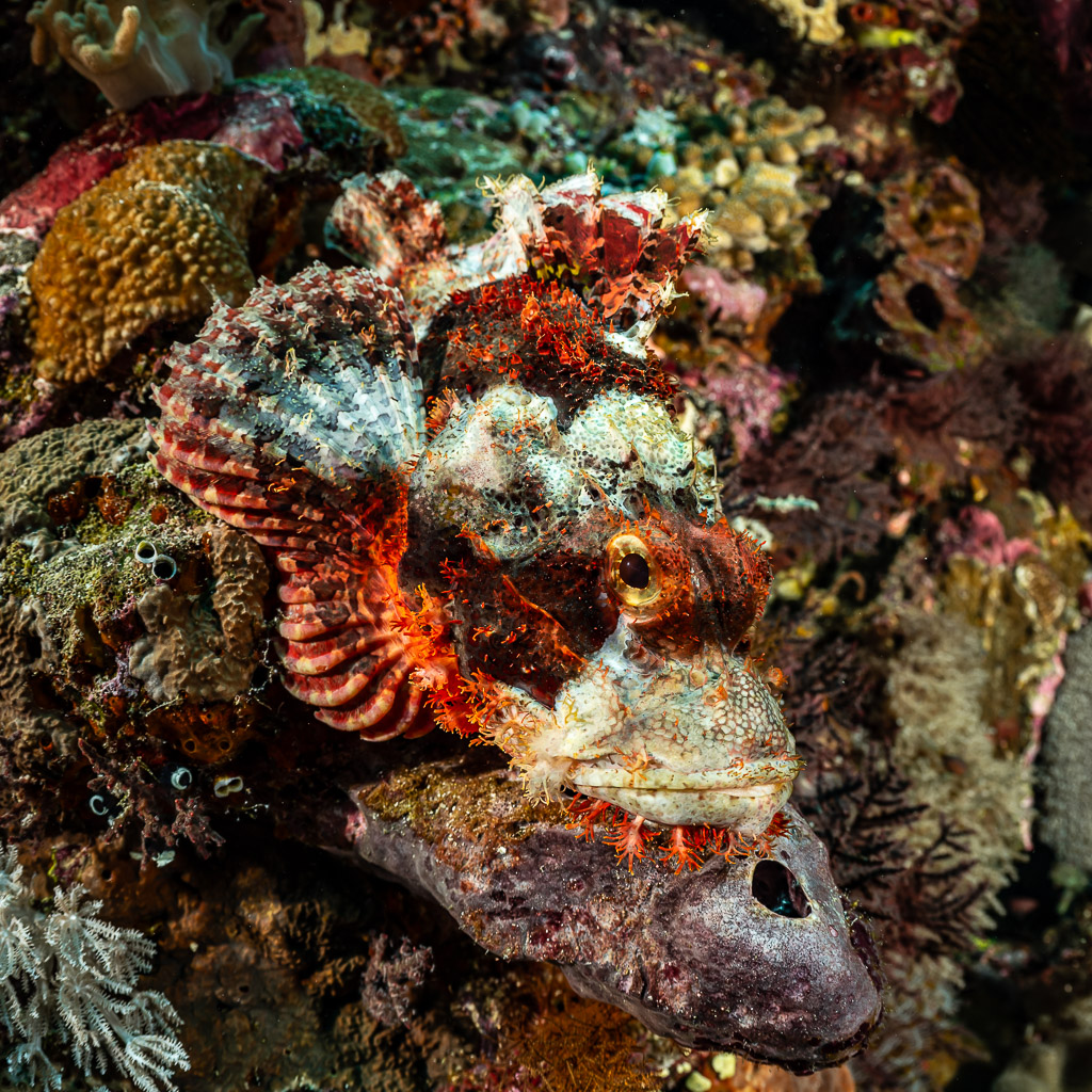 Tasselled scorpionfish camouflaged on a sponge, head close-up, Terbang Utara, Banda Sea, Indonesia