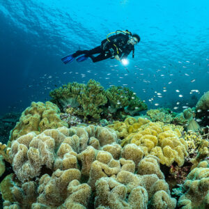 Diver with torch above leather corals and a school of small fish, Terbang Utara, Banda Sea, Indonesia