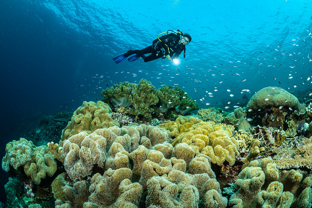 Diver with torch above leather corals and a school of small fish, Terbang Utara, Banda Sea, Indonesia