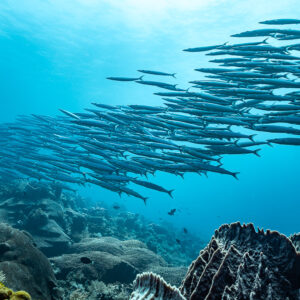 School of barracuda over the reef above a barrel sponge, South West Corner, Banda Sea, Indonesia