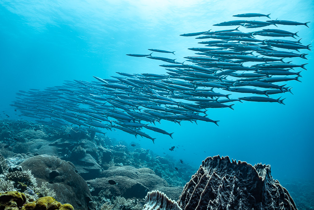 School of barracuda over the reef above a barrel sponge, South West Corner, Banda Sea, Indonesia