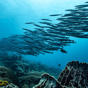 Dense barracuda school swimming over the reef, wide view, South West Corner, Banda Sea, Indonesia