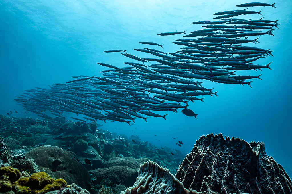 Dense barracuda school swimming over the reef, wide view, South West Corner, Banda Sea, Indonesia
