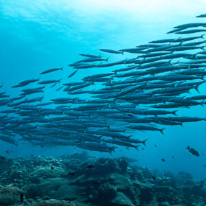 Barracuda school forming a diagonal band above the reef, South West Corner, Banda Sea, Indonesia