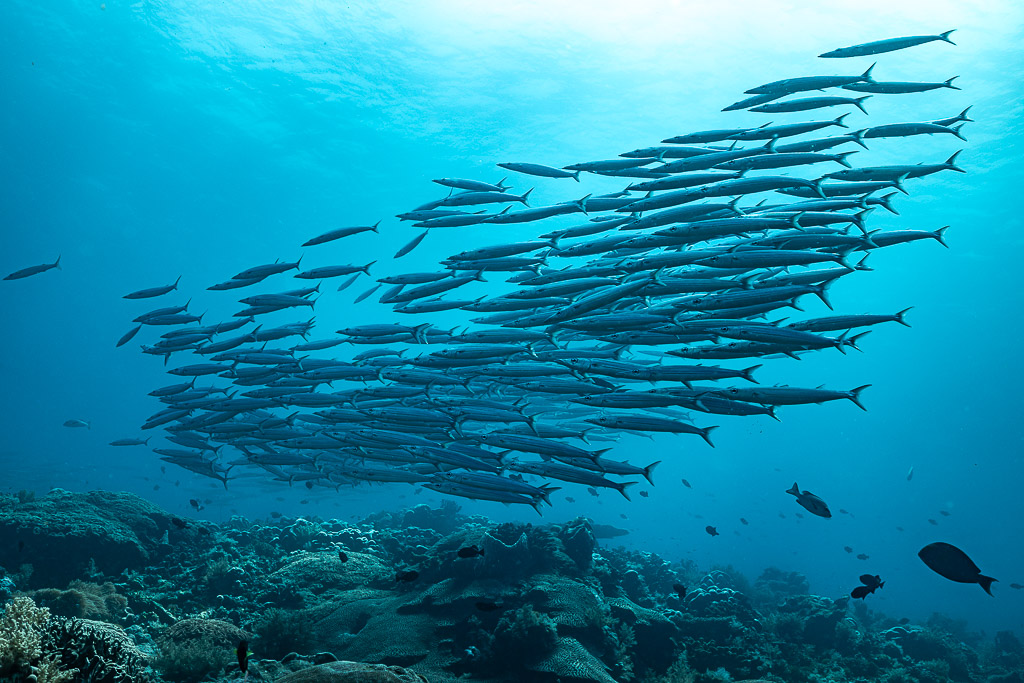 Banc de barracudas formant une bande diagonale au-dessus du récif, South West Corner, mer de Banda, Indonésie