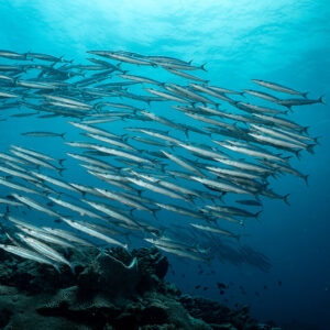 Silvery barracuda school seen from inside the shoal, vertical, South West Corner, Banda Sea, Indonesia